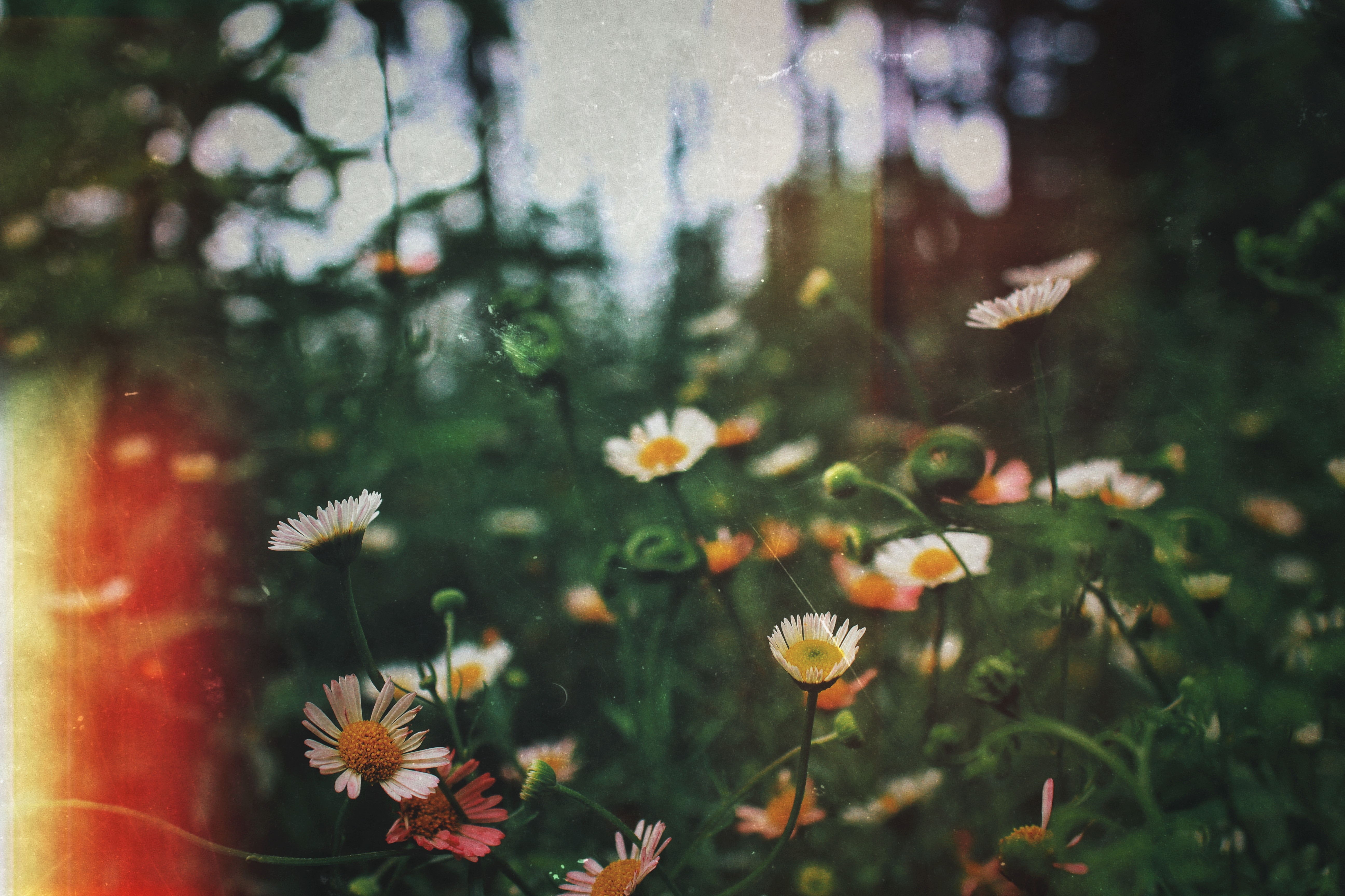 field of flowers shot on film